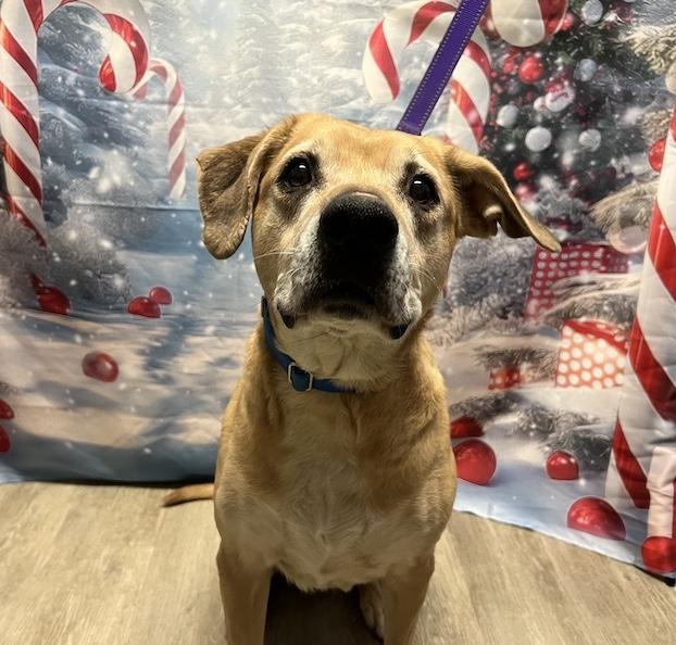 Topaz-Not Accepting Applications Yet!, a Adoptable mixed breed in Medina, OH image 1/5