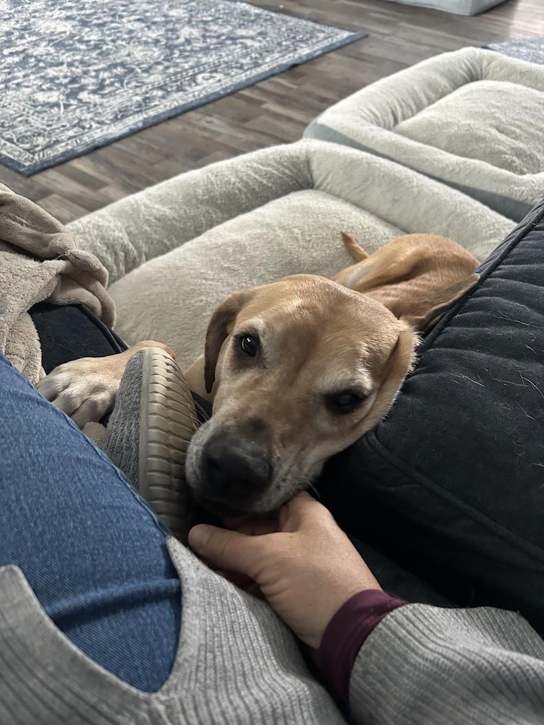 Enlarge Topaz, an adoptable mixed breed in Medina, OH image 2/4