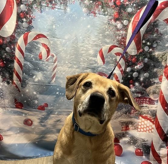 Topaz-Not Accepting Applications Yet!, a Adoptable mixed breed in Medina, OH image 3/5