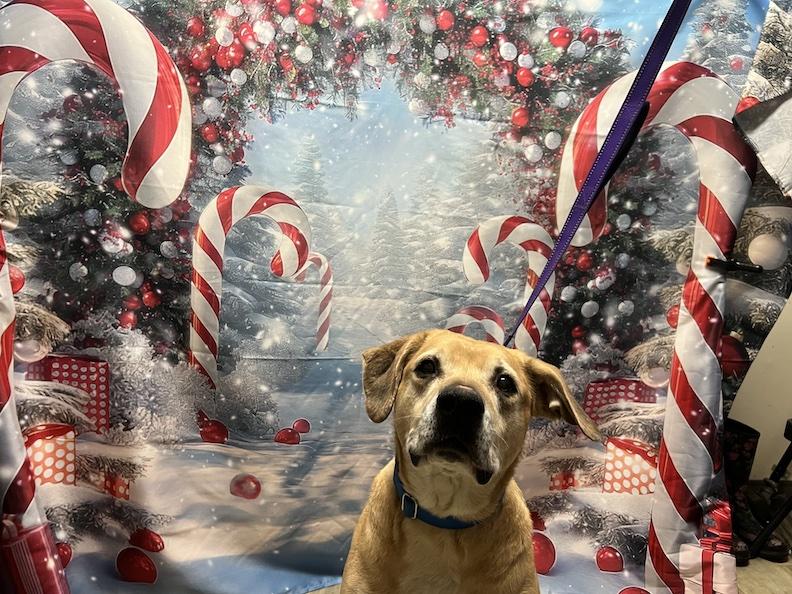 Topaz-Not Accepting Applications Yet!, a Adoptable mixed breed in Medina, OH image 2/5