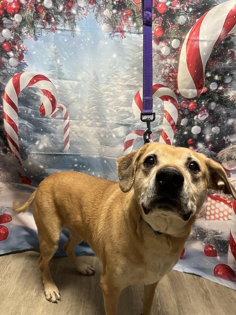 Topaz-Not Accepting Applications Yet!, a Adoptable mixed breed in Medina, OH image 5/5