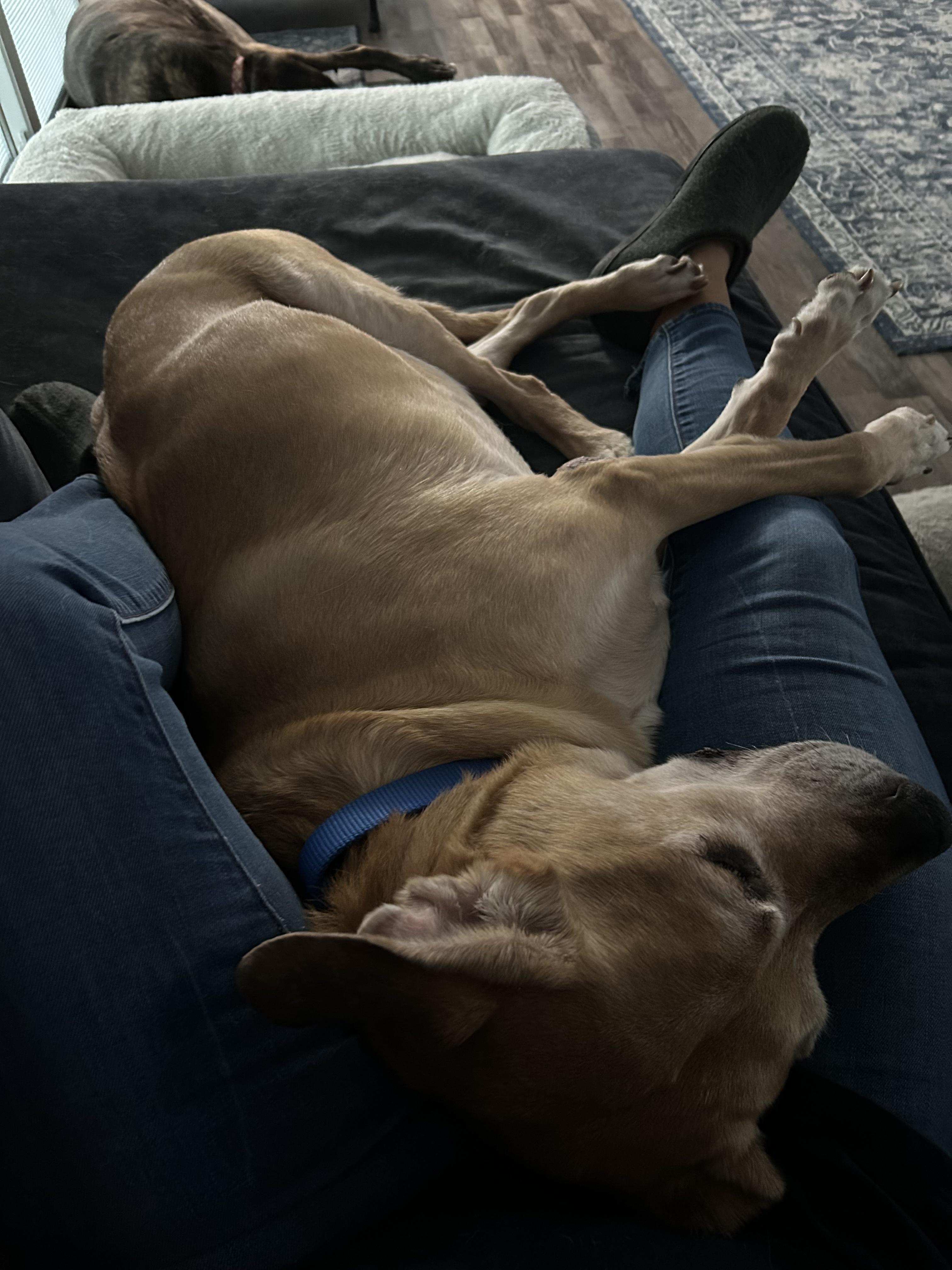 Enlarge Topaz, an adoptable mixed breed in Medina, OH image 3/4