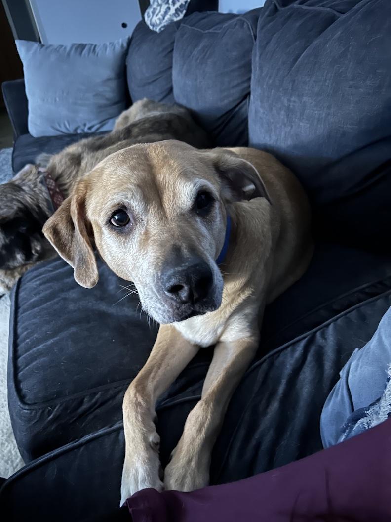 Enlarge Topaz, an adoptable mixed breed in Medina, OH image 1/4