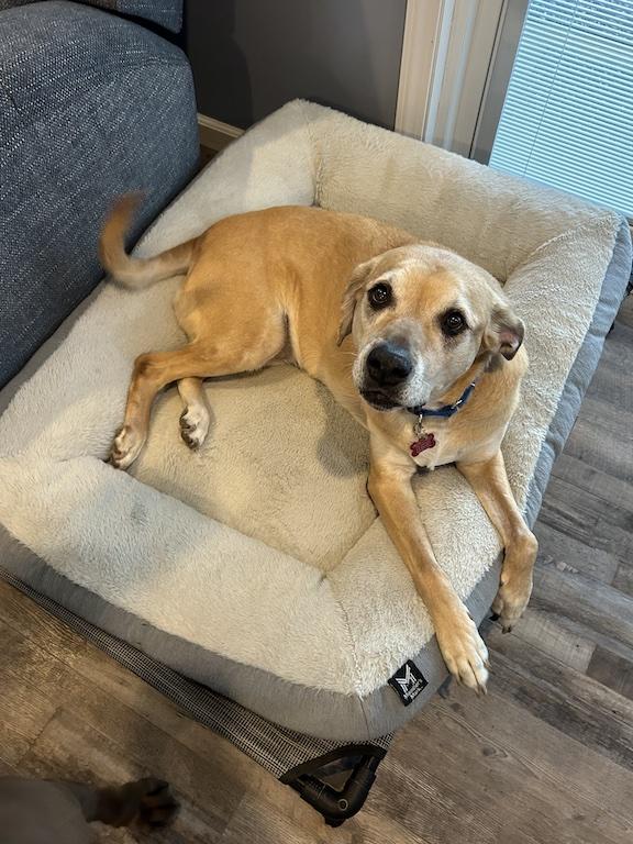 Enlarge Topaz, an adoptable mixed breed in Medina, OH image 2/6