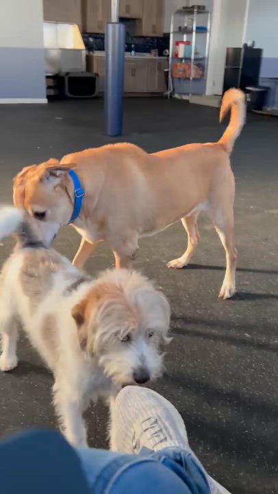 Enlarge Topaz, an adoptable mixed breed in Medina, OH video 4/4