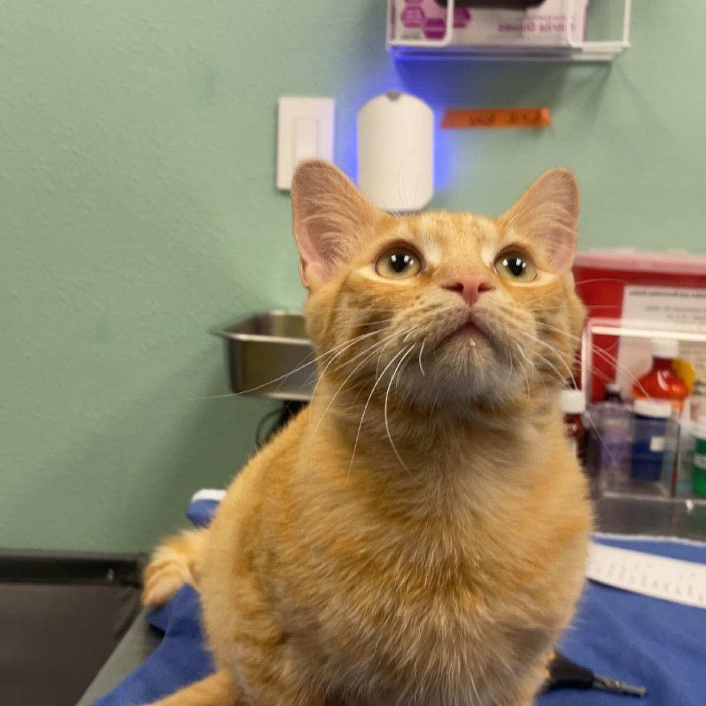 Stray 3/7 A64581, Adoptable, Young Male Domestic Short Hair.