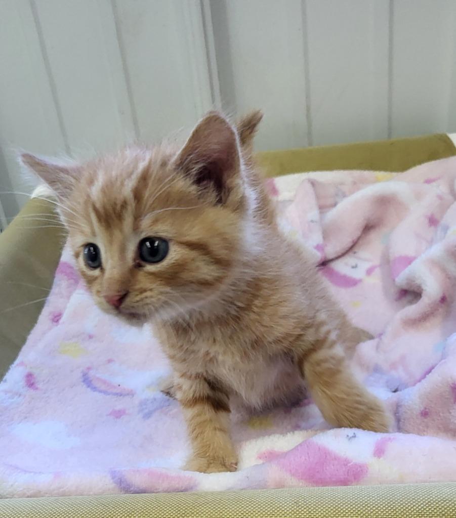 Jack, Adopted, Young Male Domestic Short Hair.