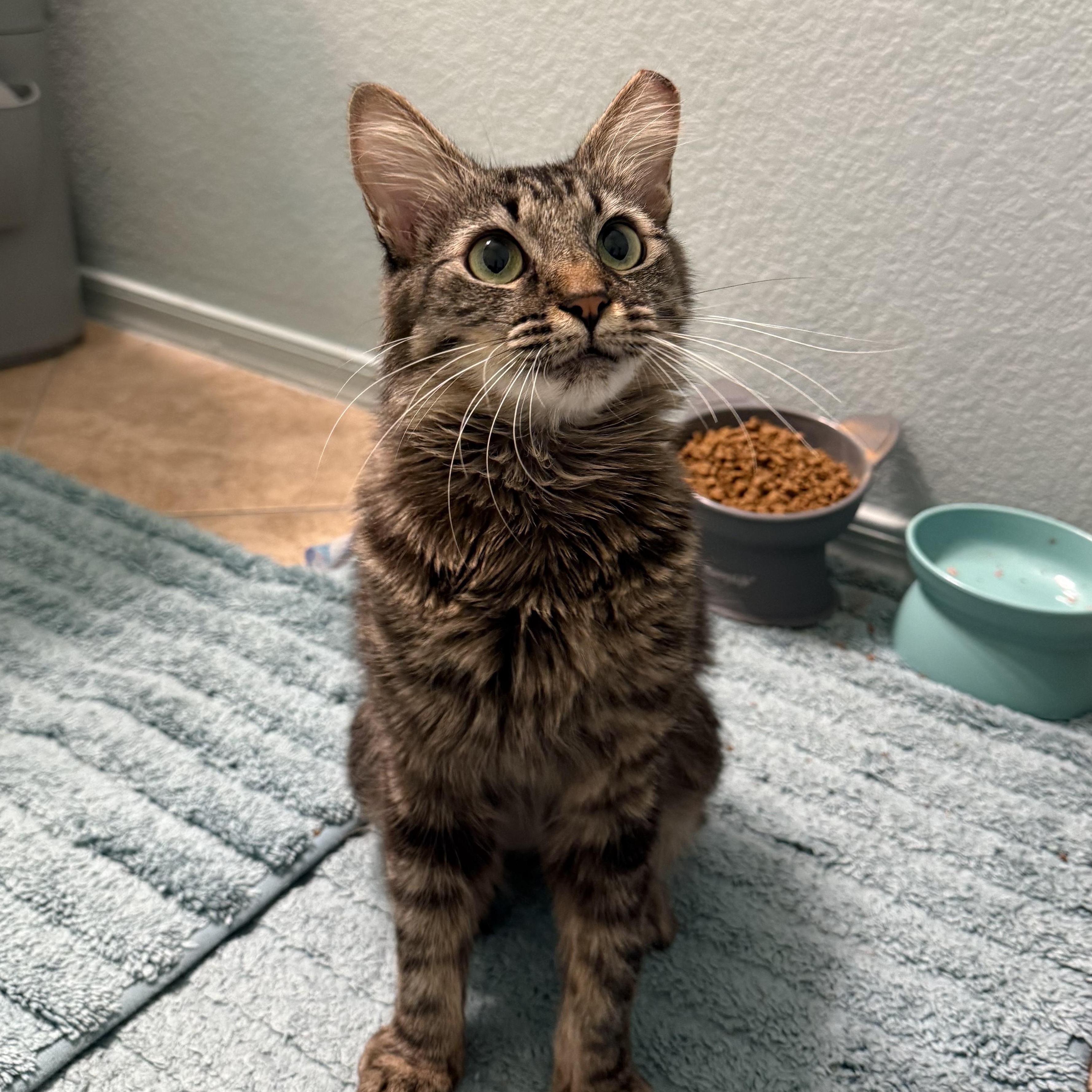 Ruby, a ADOPTABLE Domestic Medium Hair in Chandler, AZ image 3/5