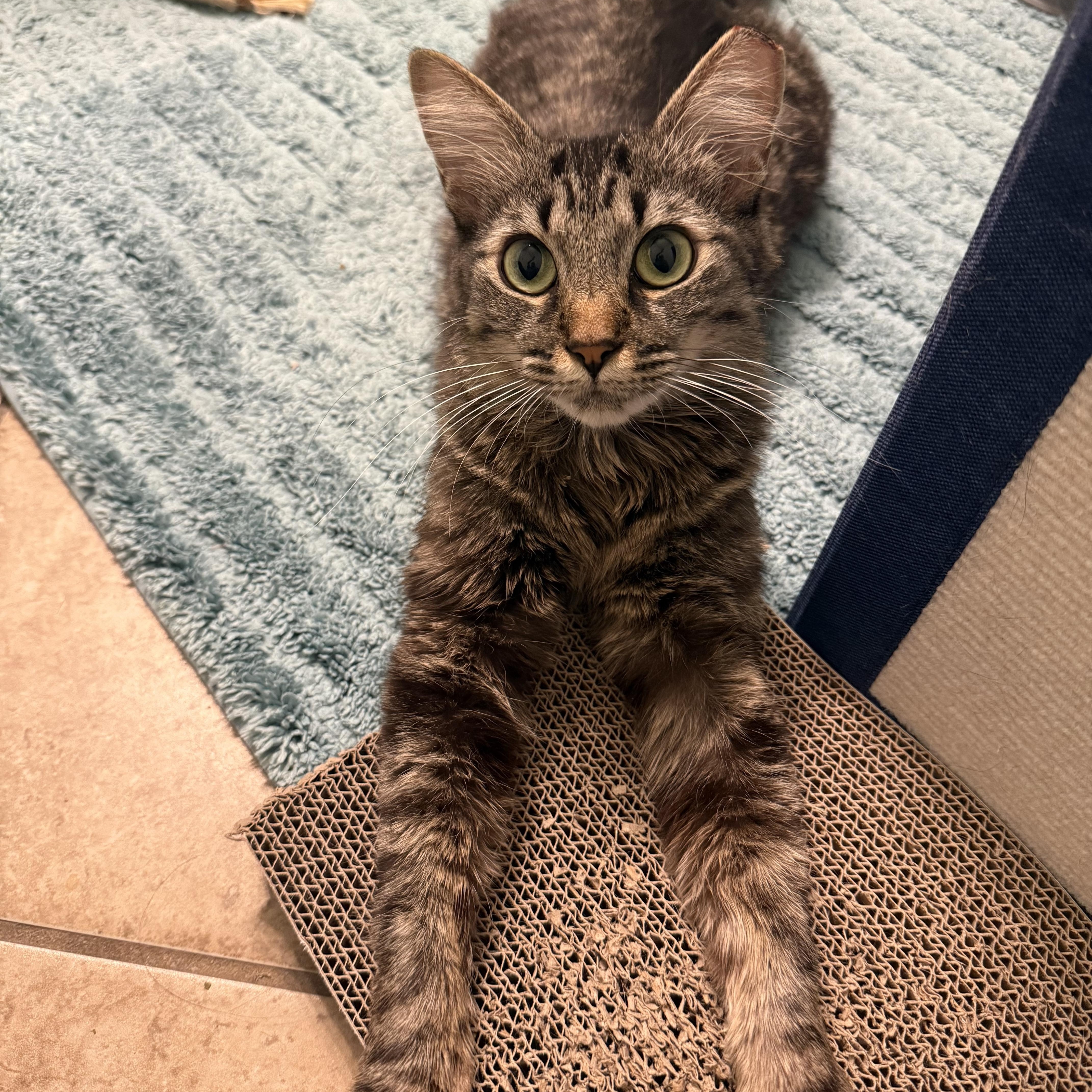 Ruby, a ADOPTABLE Domestic Medium Hair in Chandler, AZ image 4/5