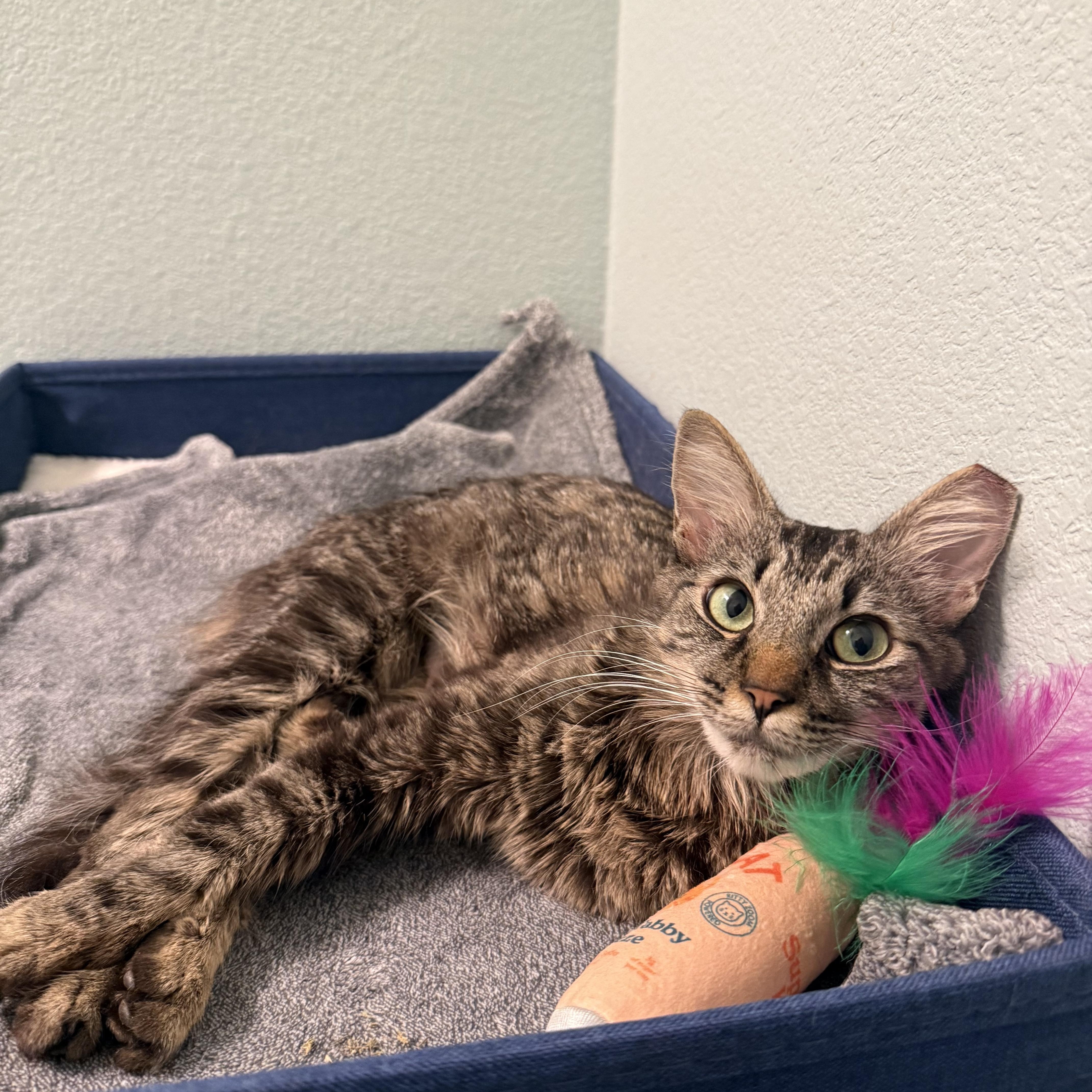 Ruby, a ADOPTABLE Domestic Medium Hair in Chandler, AZ image 5/5