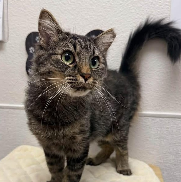 Enlarge Ruby, a Adoptable Domestic Medium Hair in Chandler, AZ image 1/6