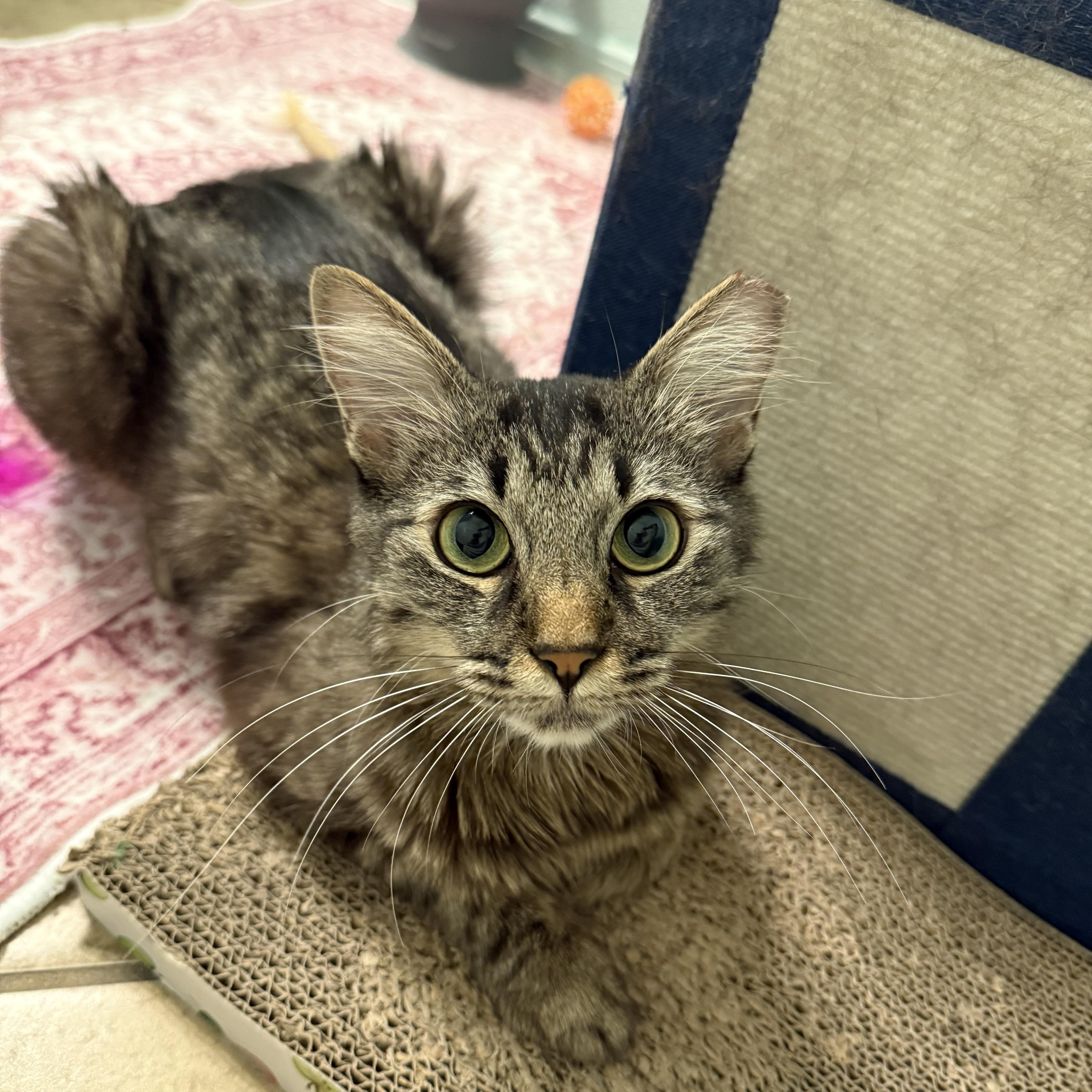 Ruby, ADOPTABLE, Young Female Domestic Medium Hair.
