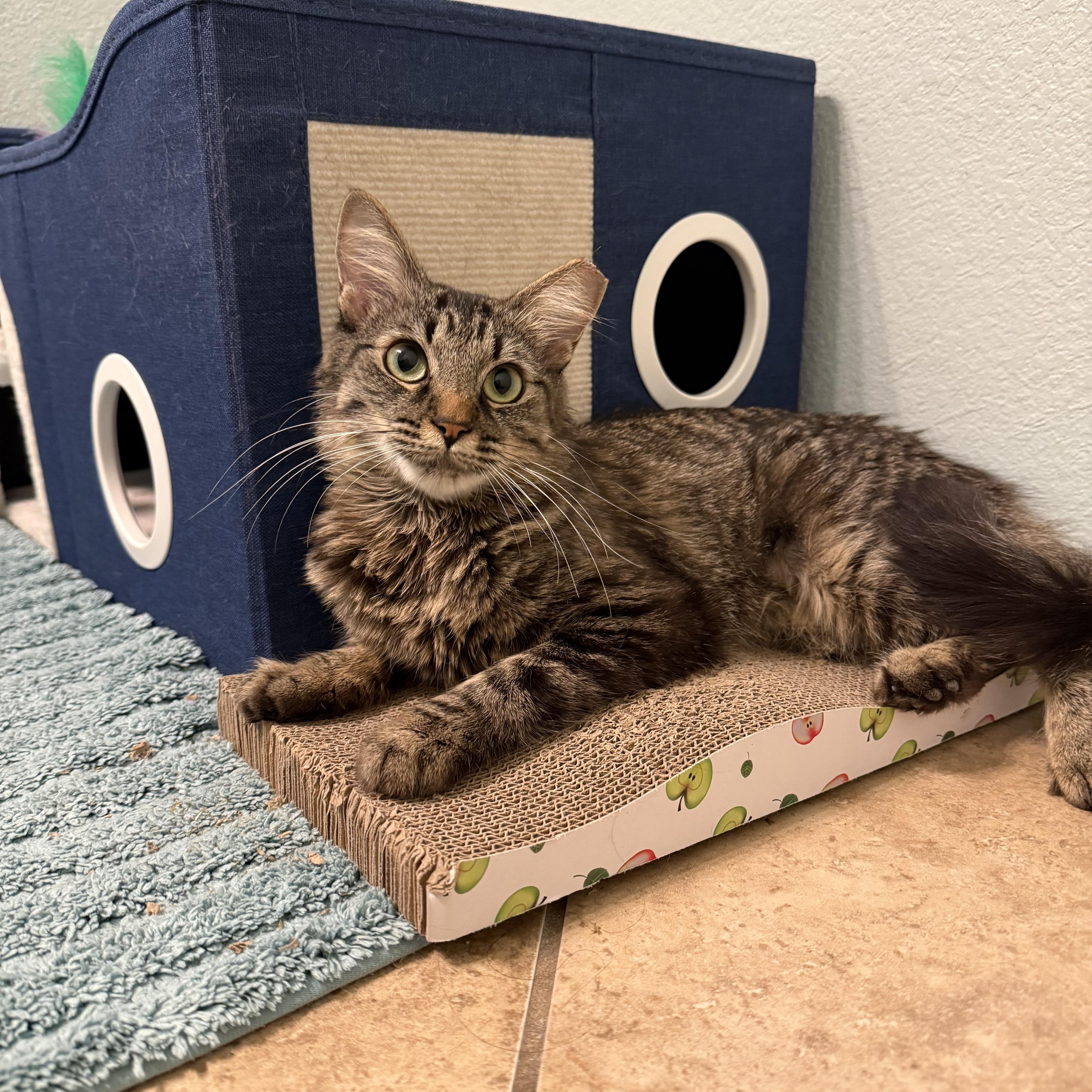 Ruby, a ADOPTABLE Domestic Medium Hair in Chandler, AZ image 2/5