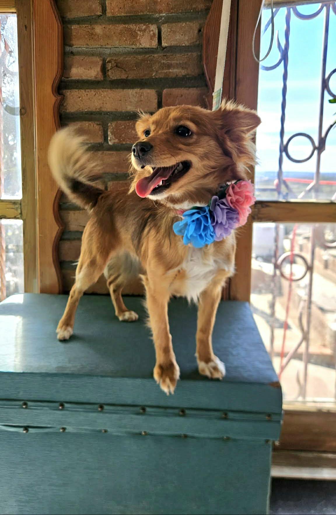 Hannah, a ADOPTABLE mixed breed in Imperial Beach, CA image 5/6