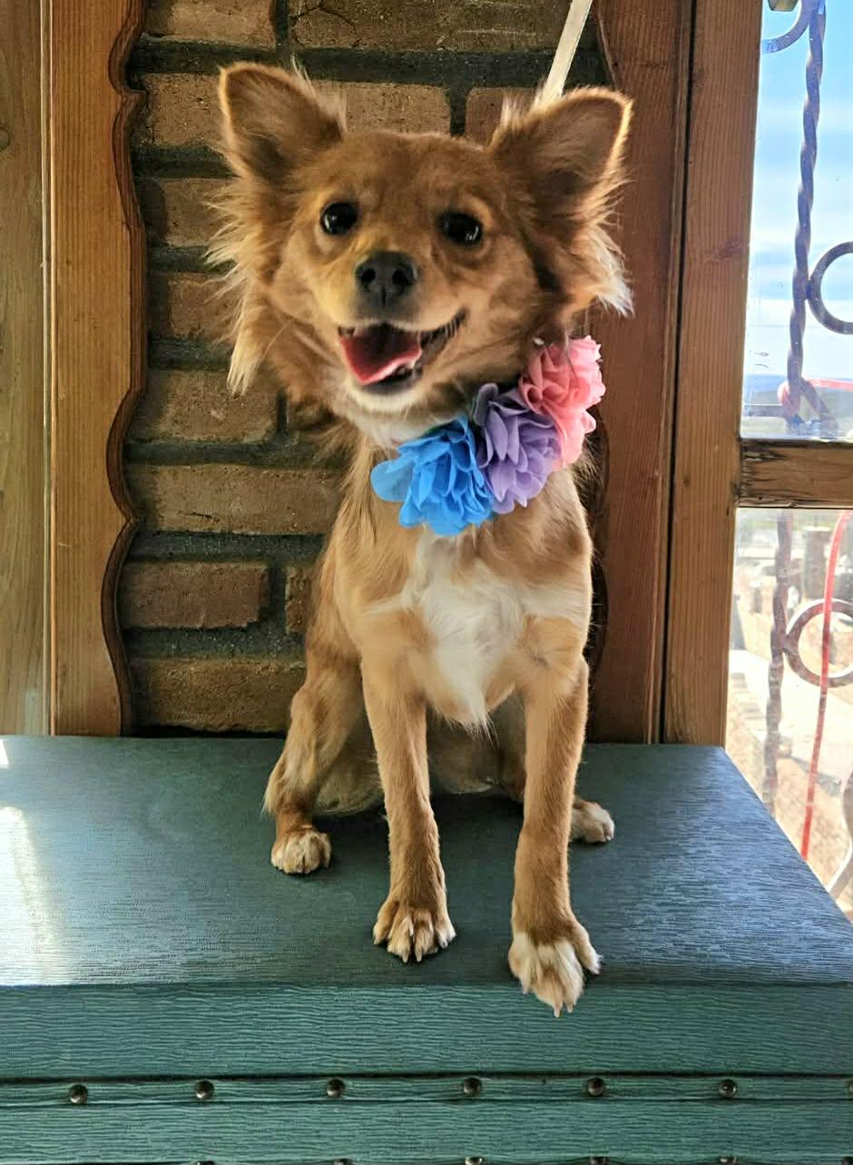 Hannah, a ADOPTABLE mixed breed in Imperial Beach, CA image 4/6