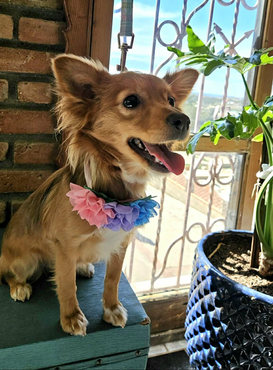 Hannah, ADOPTABLE, Young Female Papillon.