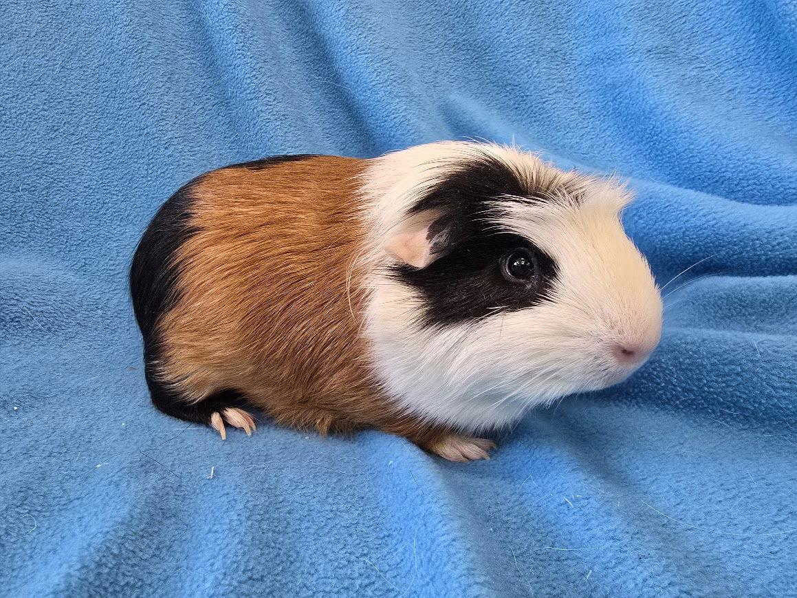 Bugsby & Mai, Adopted, Young Male Guinea Pig.