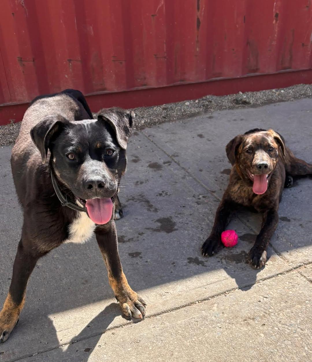 Enlarge Cowboy, a ADOPTABLE mixed breed in Edmonton, AB image 3/3