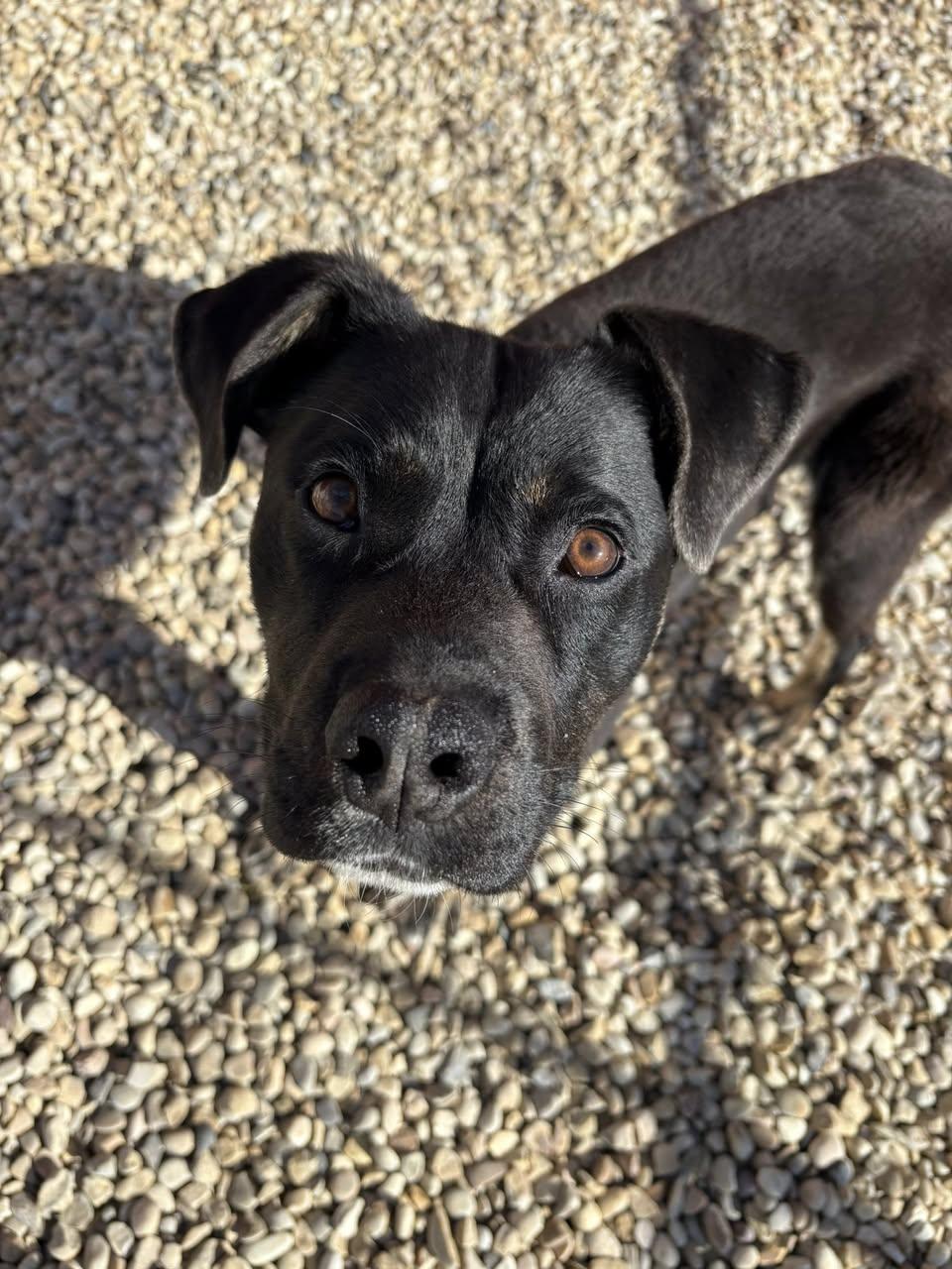 Enlarge Cowboy, a ADOPTABLE mixed breed in Edmonton, AB image 2/3