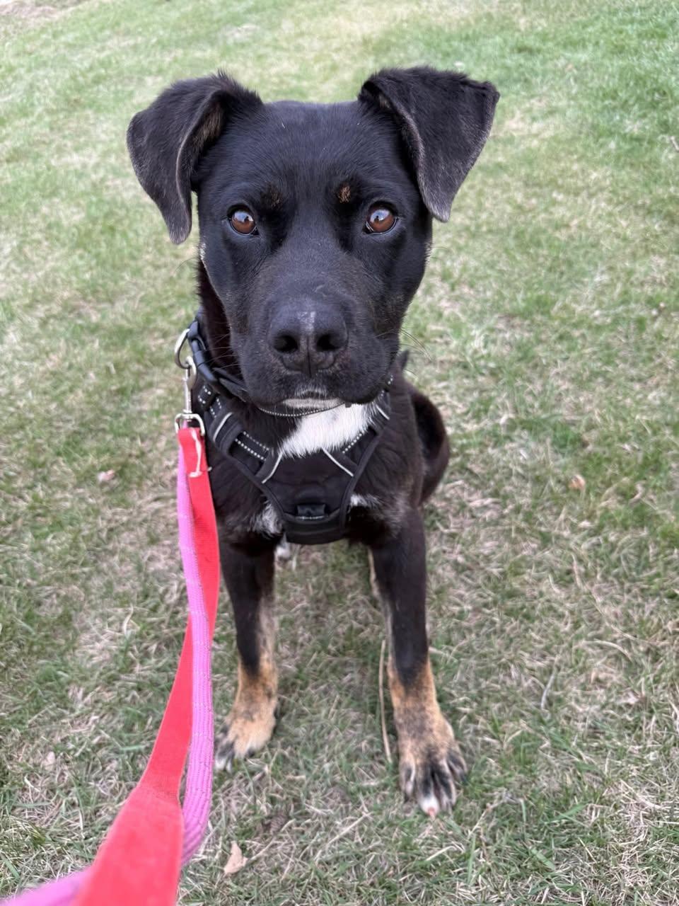 Enlarge Cowboy, a ADOPTABLE mixed breed in Edmonton, AB image 1/3