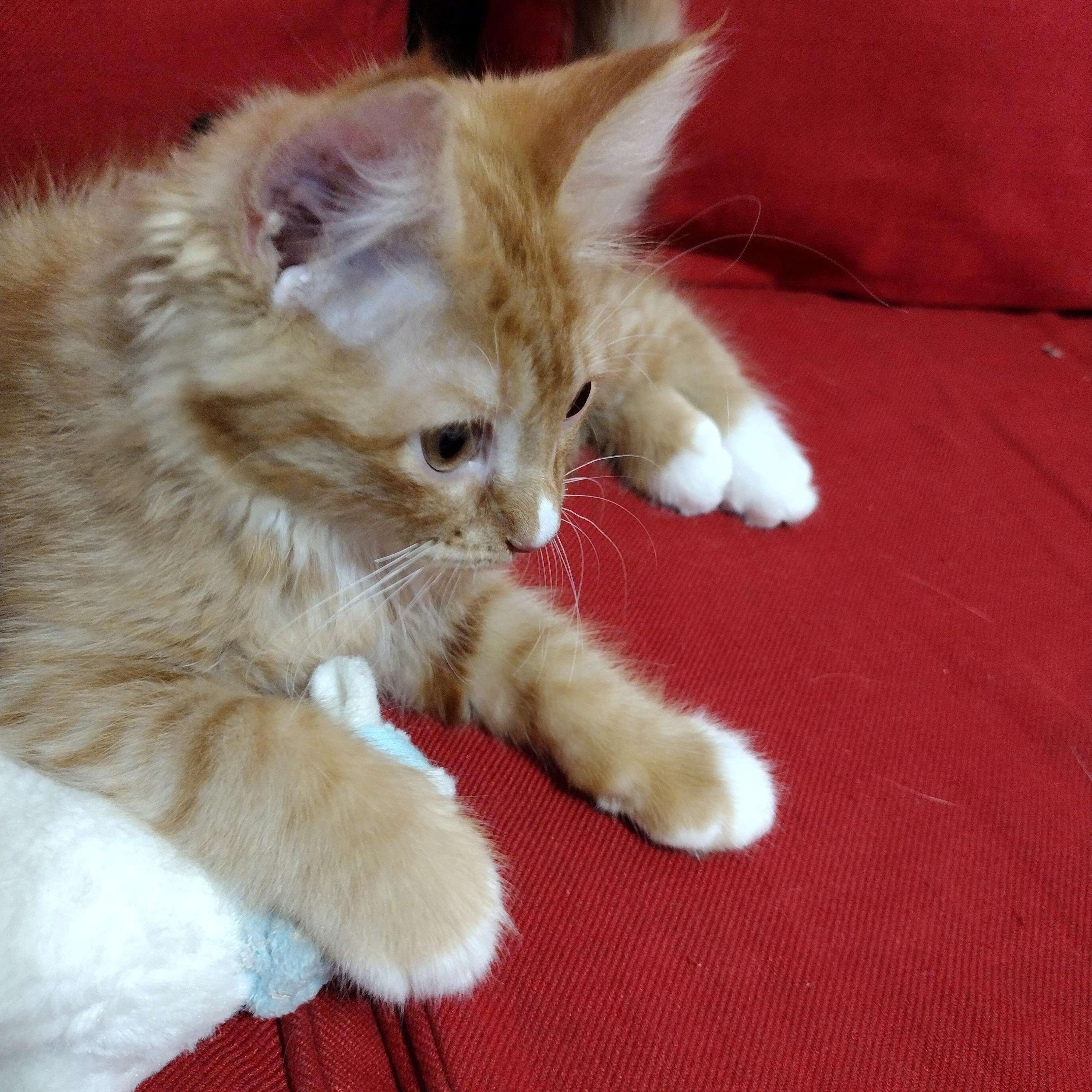 Kevin, a ADOPTABLE Domestic Long Hair in Brooklyn, NY image 2/3