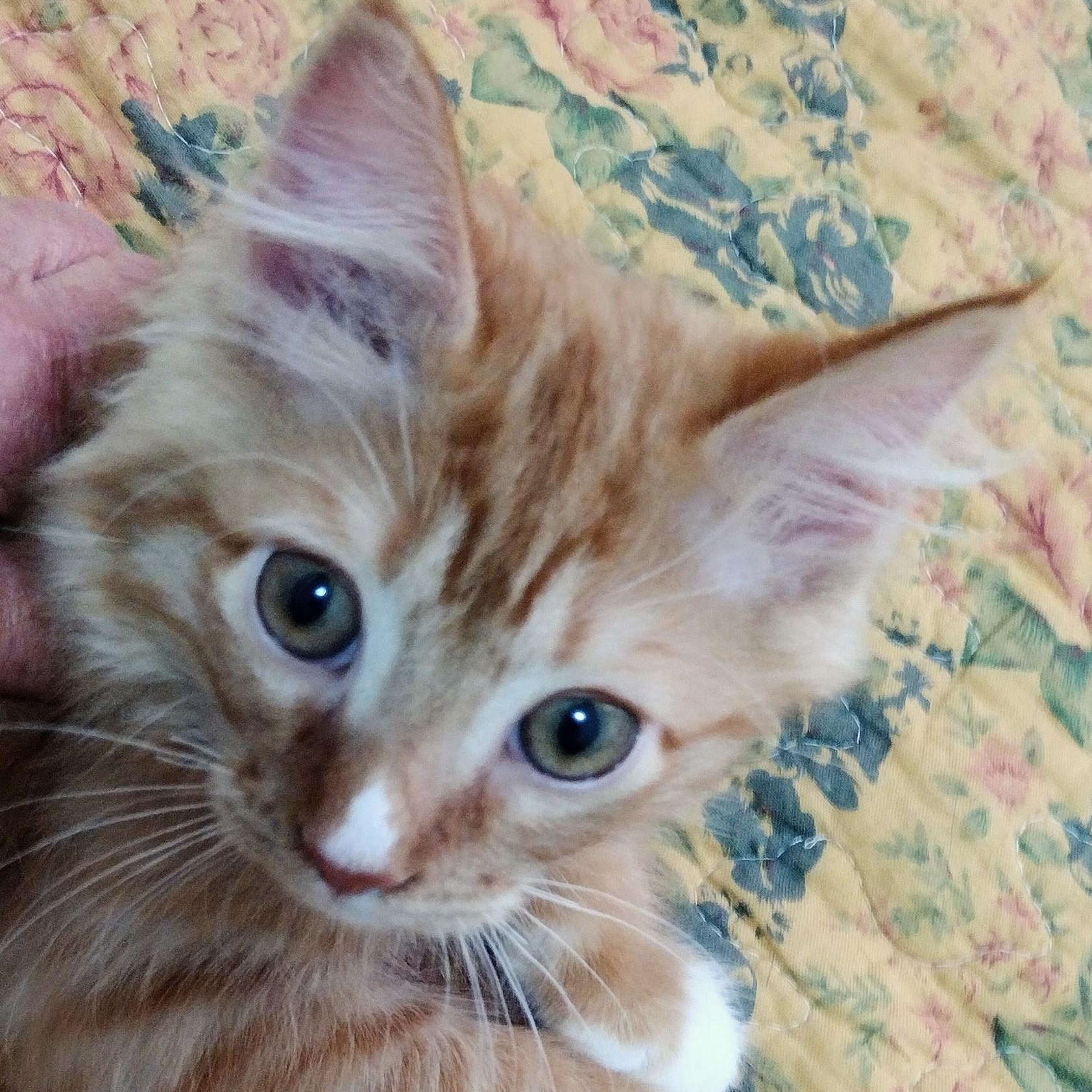 Kevin, ADOPTABLE, Kitten Male Domestic Long Hair.