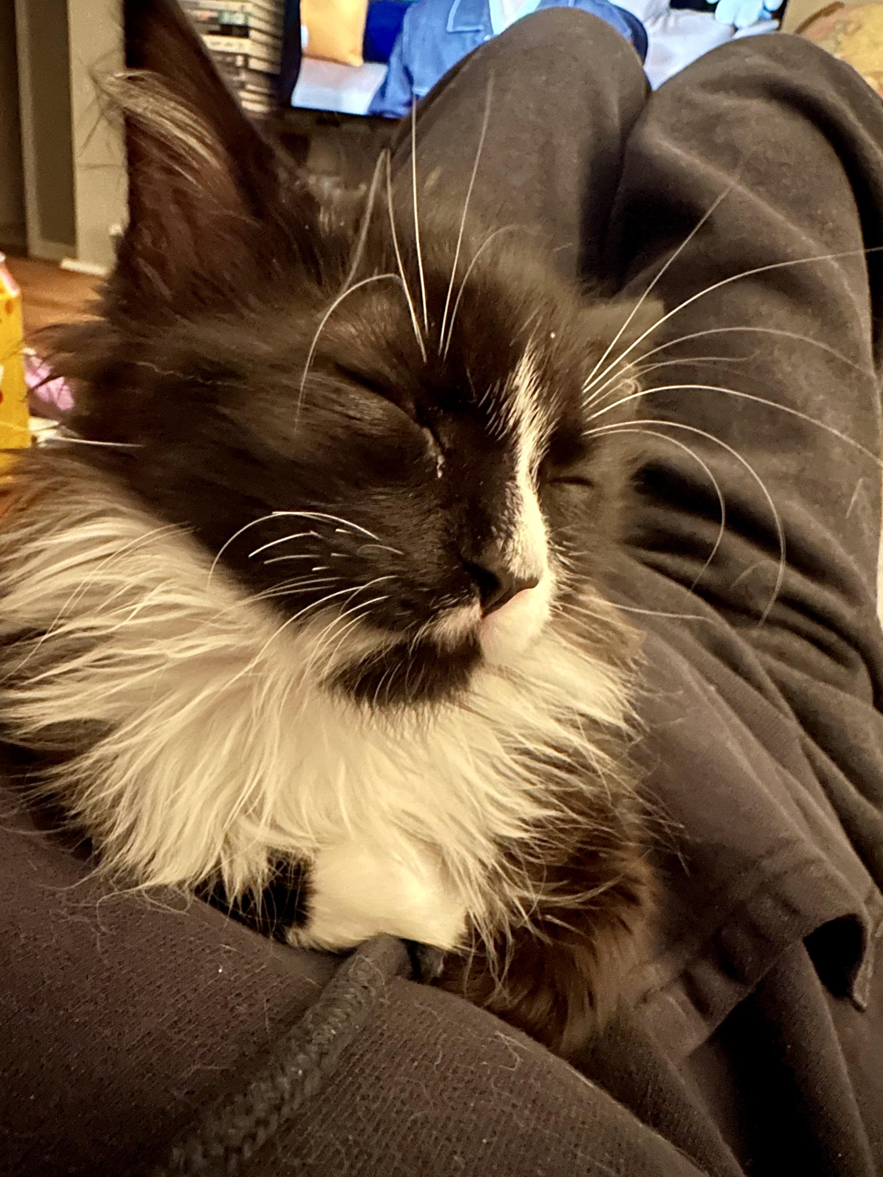 Enlarge Ocean, a Adoptable Tuxedo in Wheeling, IL image 3/3