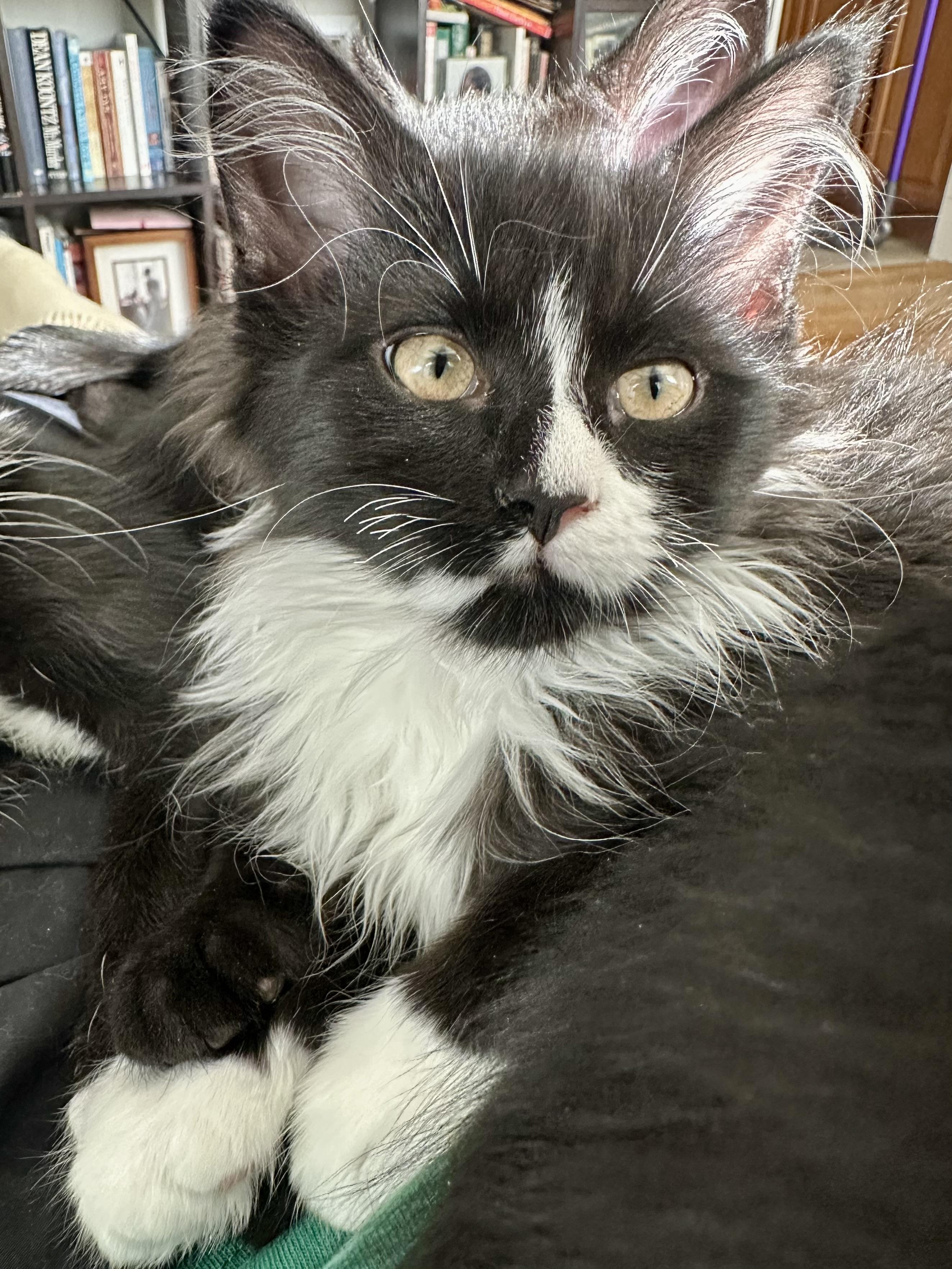 Enlarge Ocean, a Adoptable Tuxedo in Wheeling, IL image 2/3