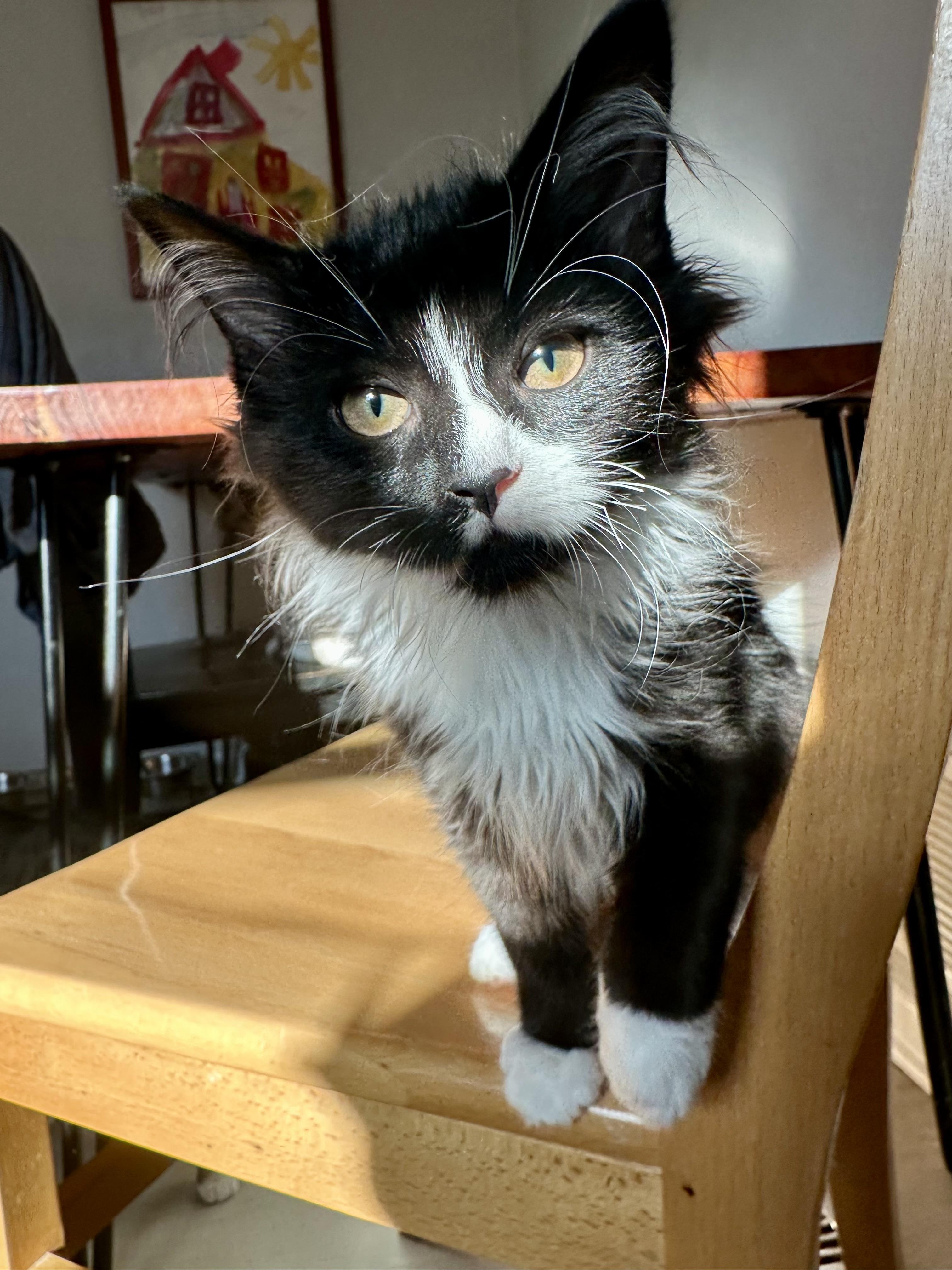 Ocean, Adoptable, Young Female Tuxedo.