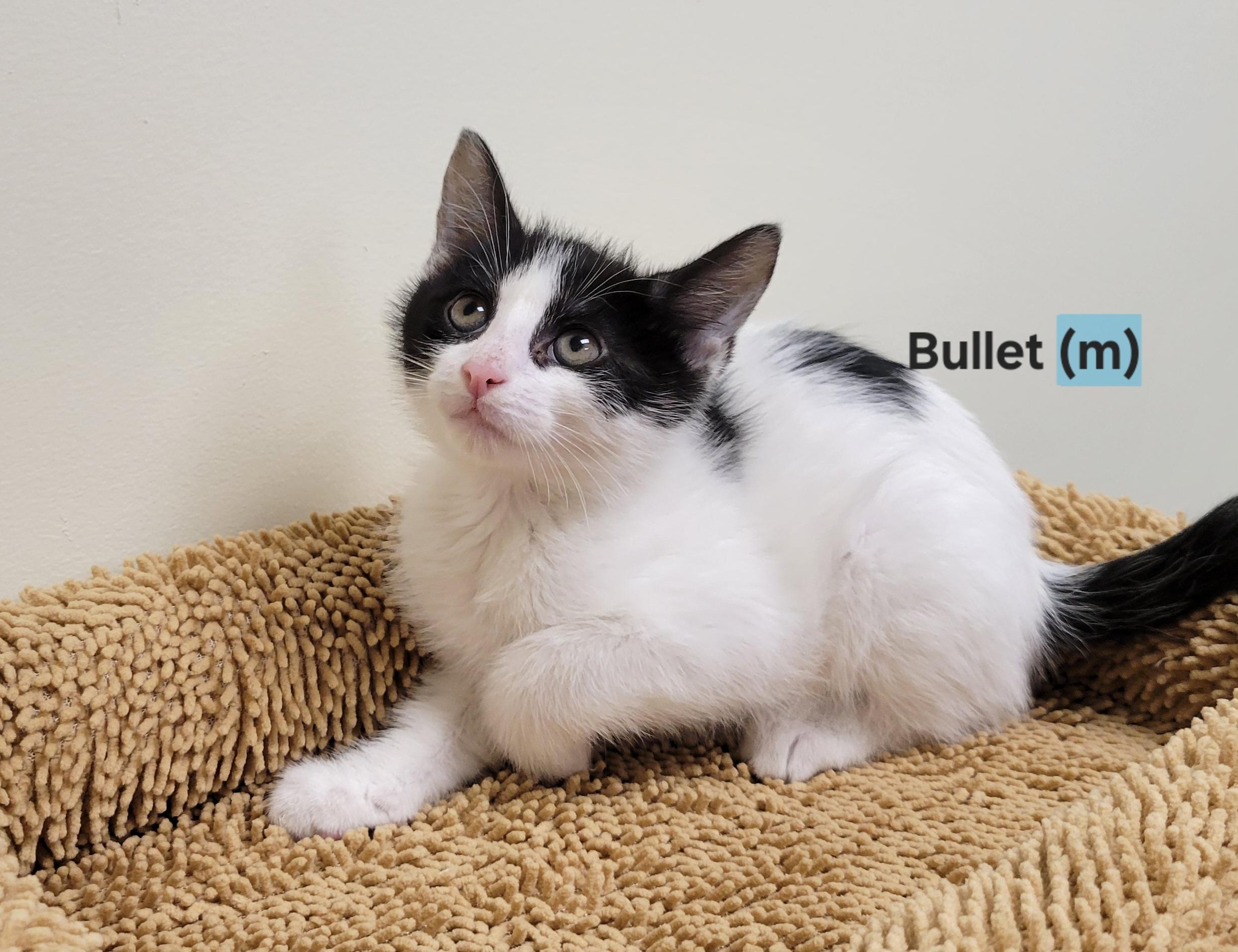 Bullet