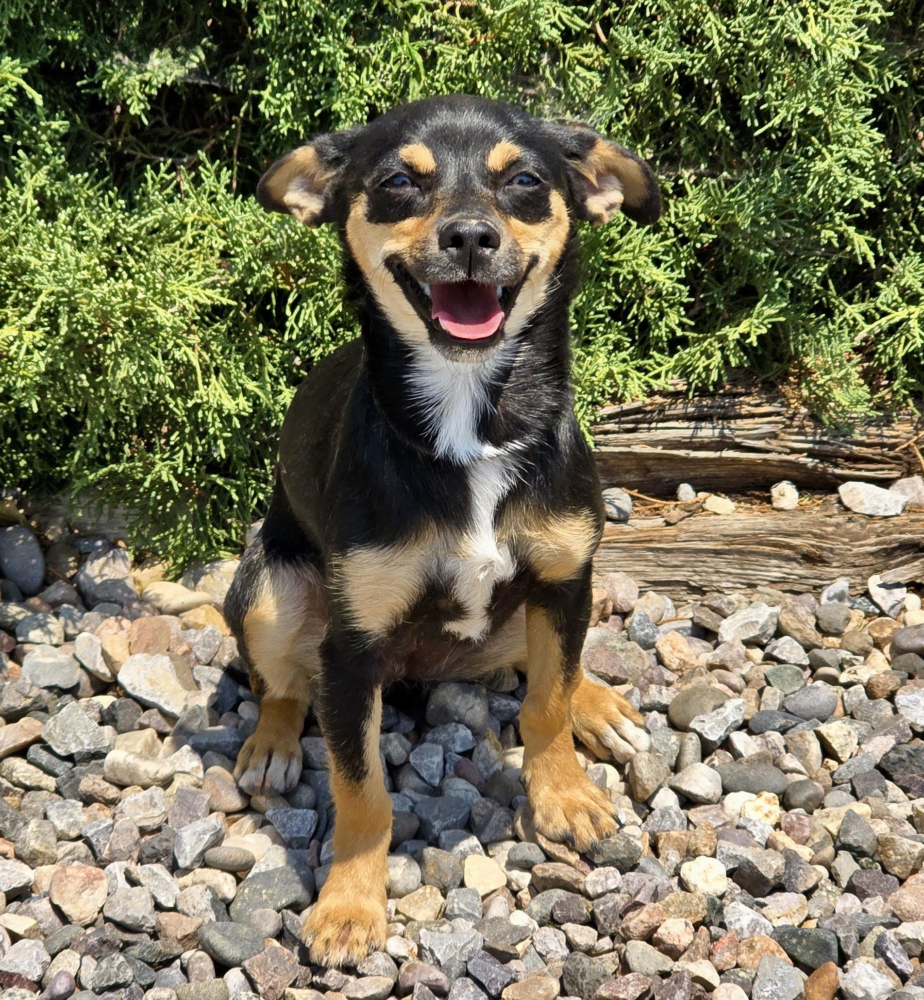 Stellar Lil Ms Scrabble - Charming Chiweenie, adopted, Young Female Chiweenie.