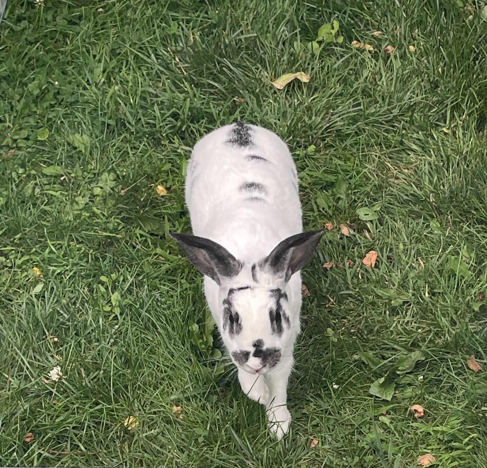 Nala, Adopted, Adult Female Flemish Giant.