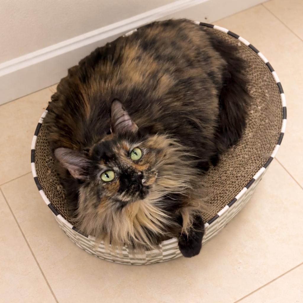 Enlarge Charlotte — She’s Been Waiting… Maybe for You, a Adoptable mixed breed in Hillsboro, TX image 3/6