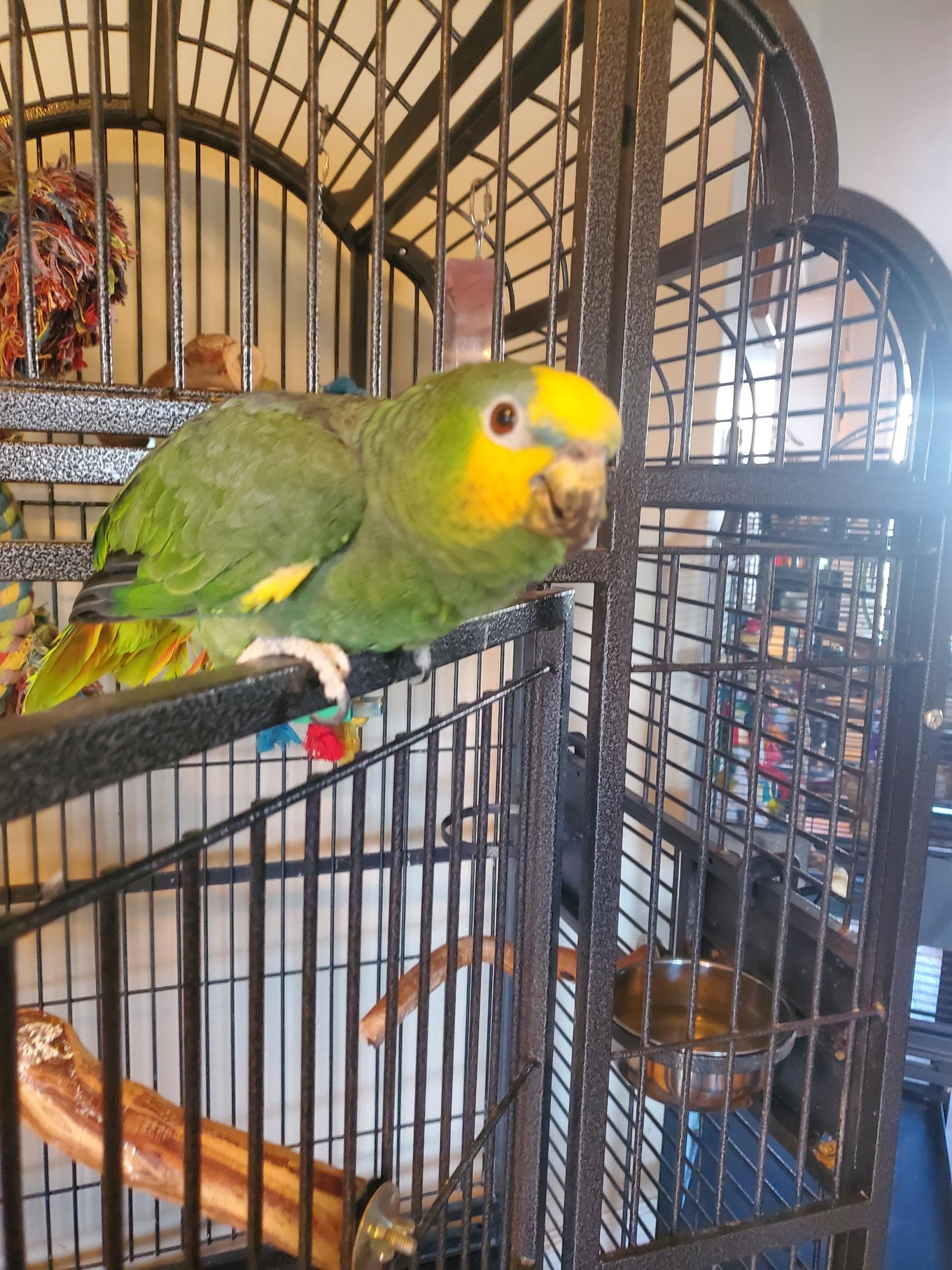 Georgie