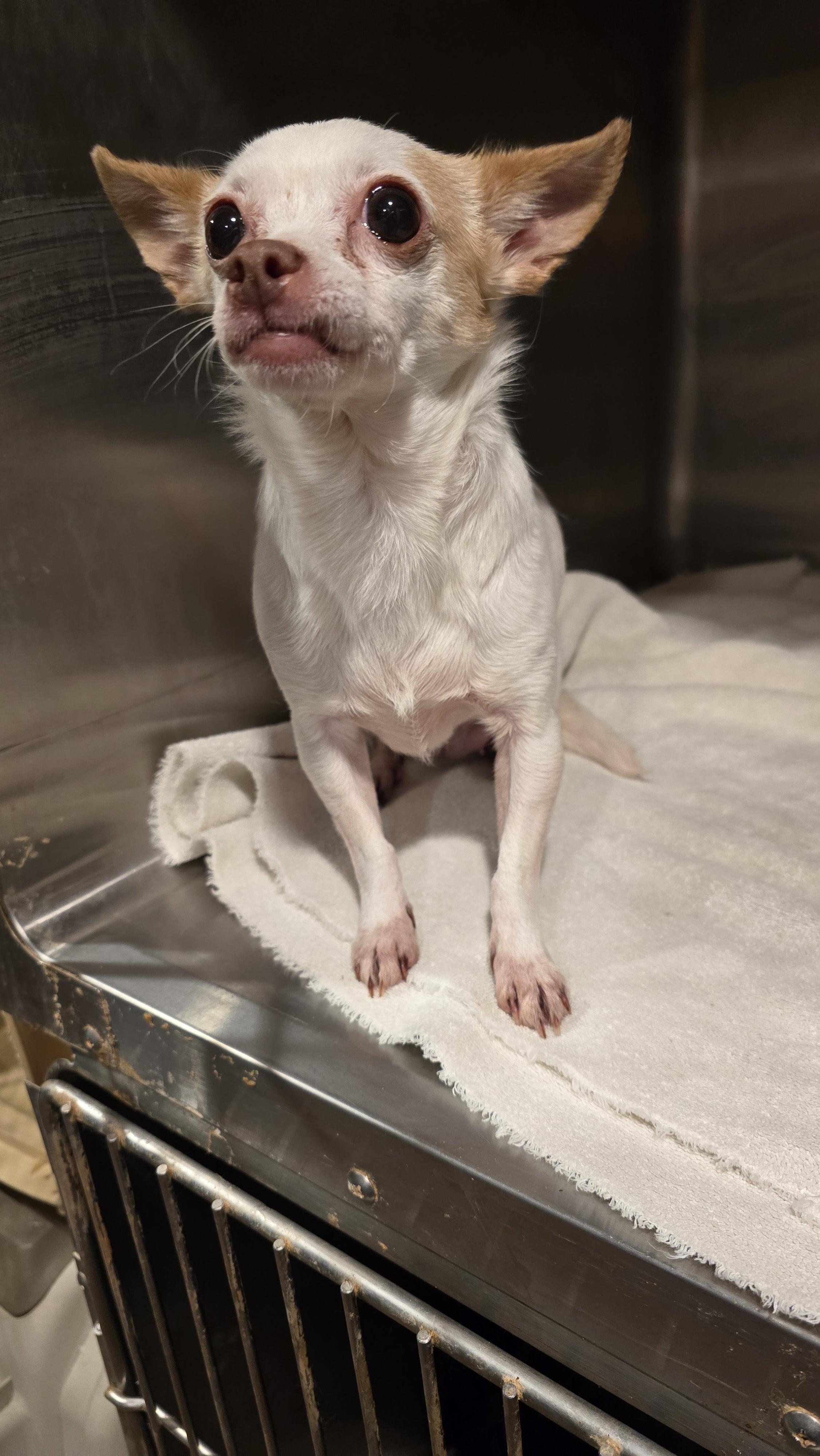 Zoey, Adoptable, Adult Female Chihuahua.