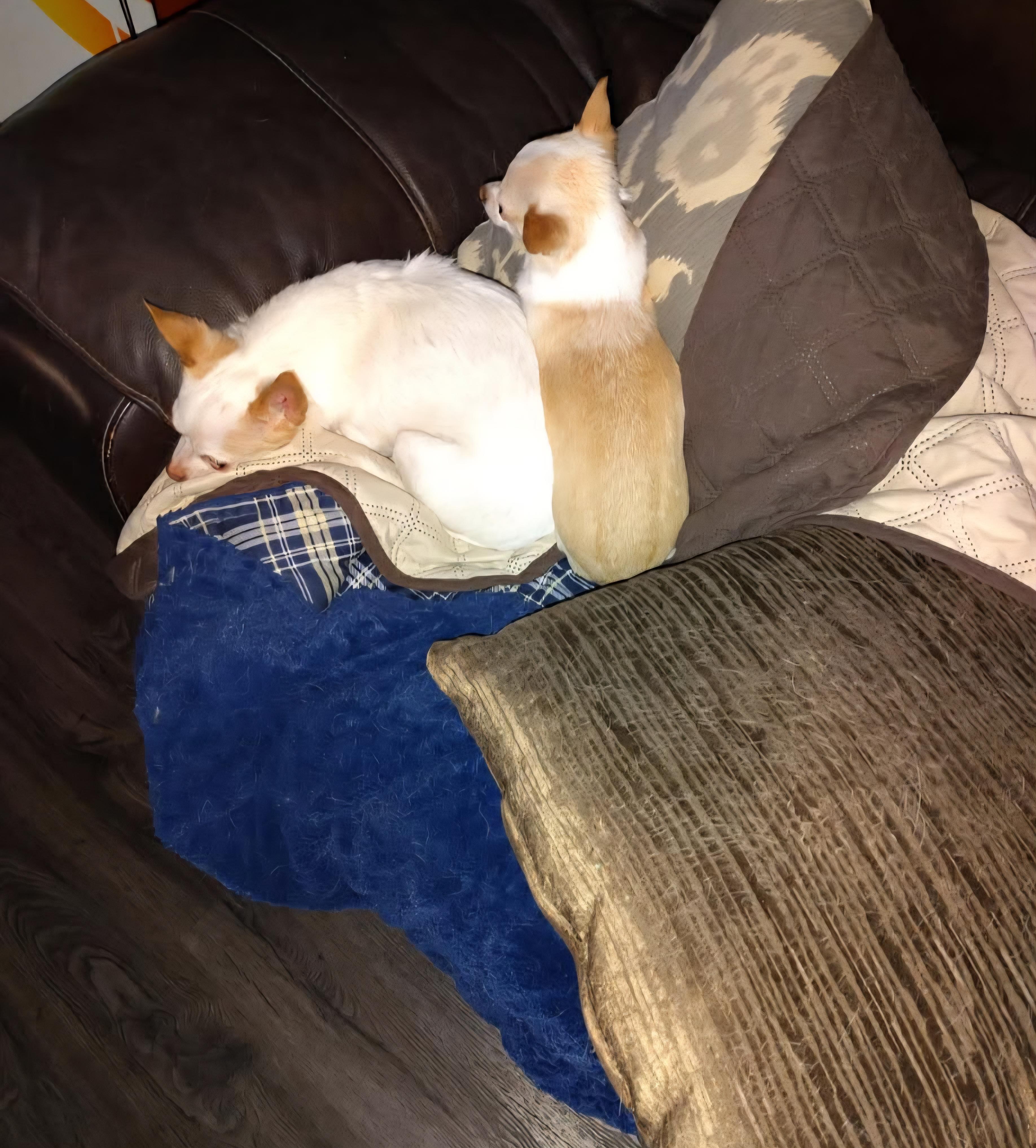 Enlarge Zoey, a Adoptable Chihuahua in Decatur, IN image 3/3