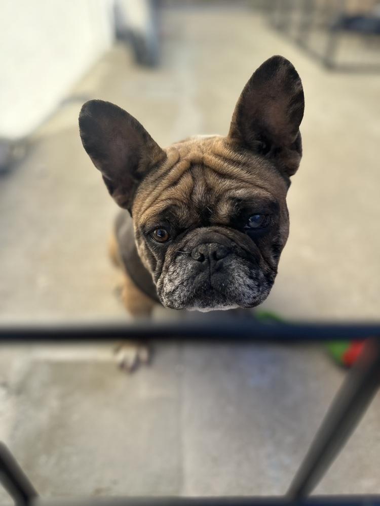 Enlarge Squirrel, a Adoptable French Bulldog in ventura, CA image 1/3