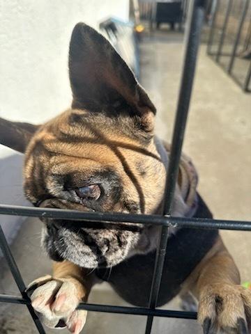 Enlarge Squirrel, a Adoptable French Bulldog in ventura, CA image 2/3