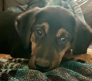 Enlarge Garret - will be at Always Adopt Nov. 7, a Adoptable mixed breed in Warwick, RI image 4/6