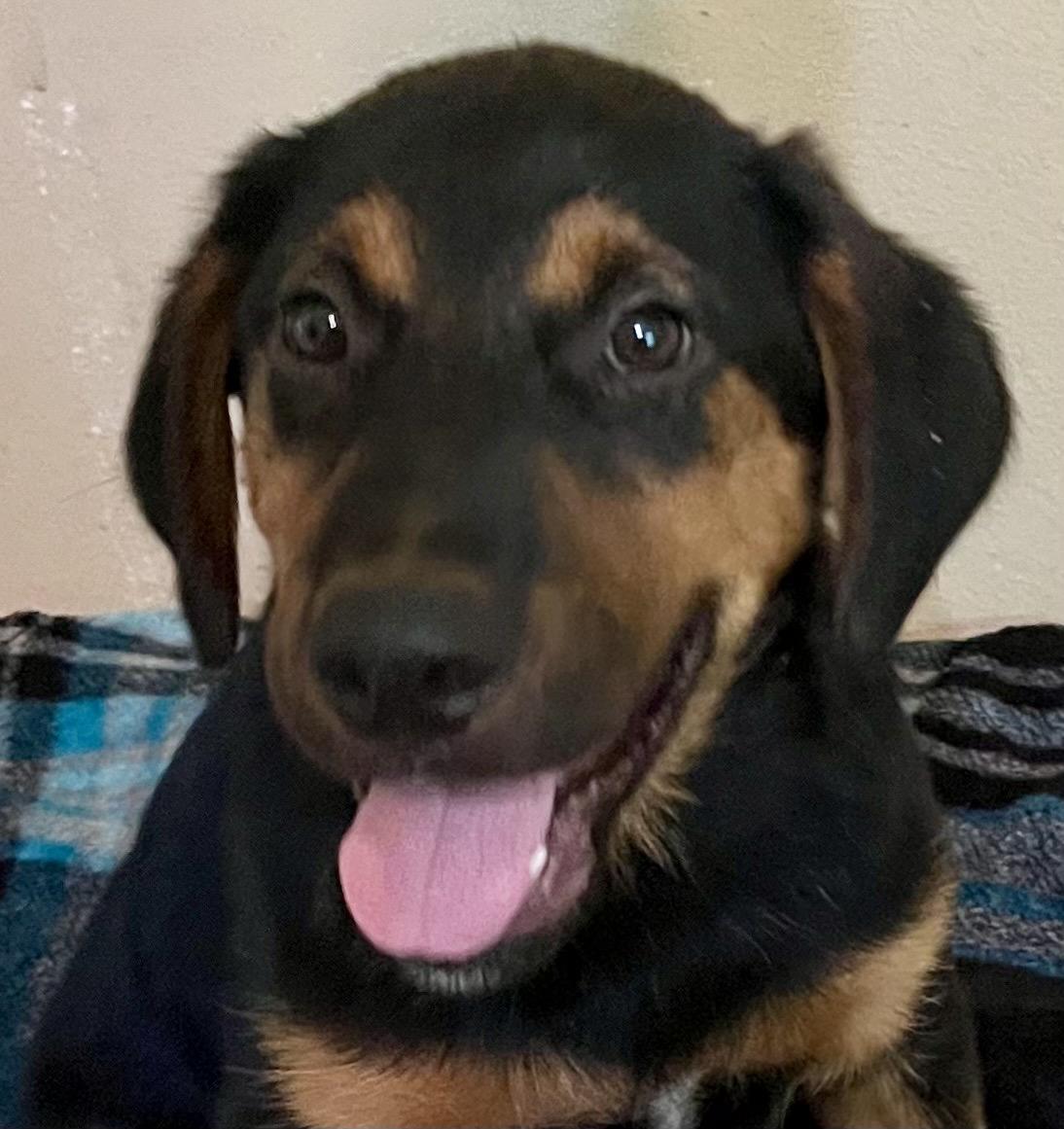 Enlarge Garret - will be at Always Adopt Nov. 7, a Adoptable mixed breed in Warwick, RI image 3/6