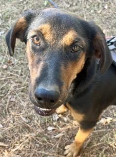 Garret - will be at Always Adopt Nov. 7, Adoptable, Puppy Male Hound.
