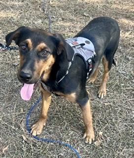 Enlarge Garret - will be at Always Adopt Nov. 7, a Adoptable mixed breed in Warwick, RI image 2/6
