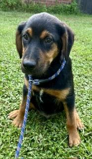 Enlarge Garret - will be at Always Adopt Nov. 7, a Adoptable mixed breed in Warwick, RI image 5/6