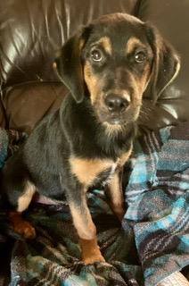 Enlarge Garret - will be at Always Adopt Nov. 7, a Adoptable mixed breed in Warwick, RI image 6/6