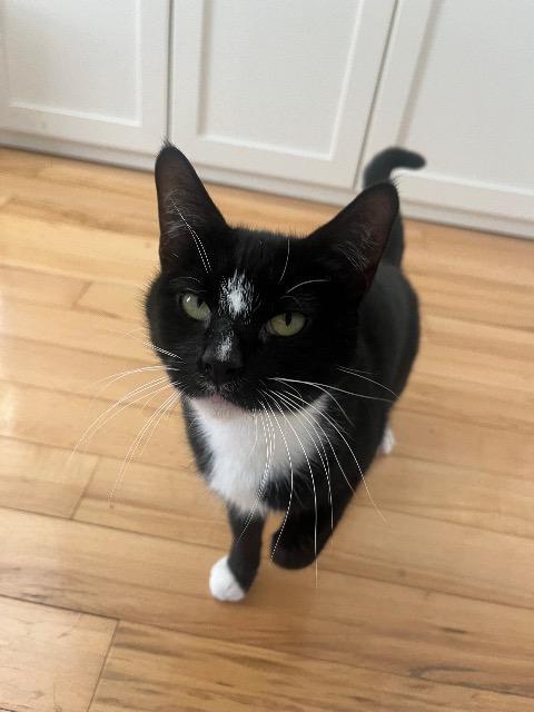 Bugsie, Adoptable, Young Female Domestic Short Hair.