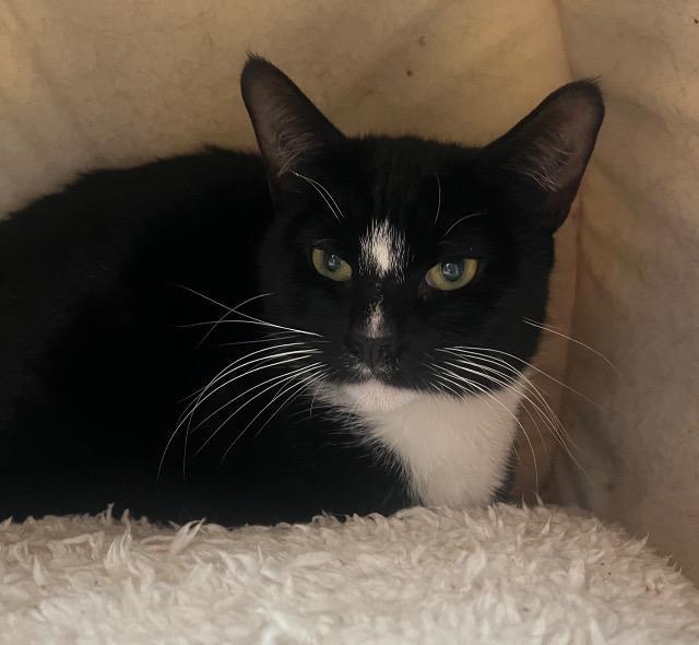 Enlarge Bugsie, a Adoptable mixed breed in Pawtucket, RI image 2/5