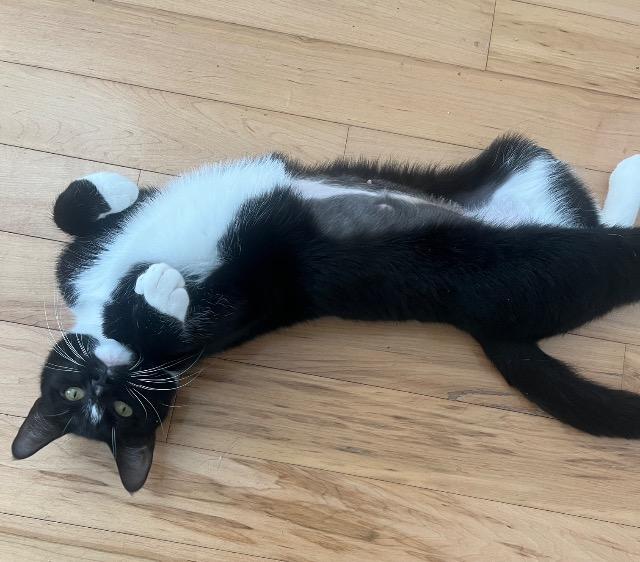 Enlarge Bugsie, a Adoptable mixed breed in Pawtucket, RI image 3/5