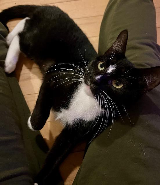 Enlarge Bugsie, a Adoptable mixed breed in Pawtucket, RI image 4/5