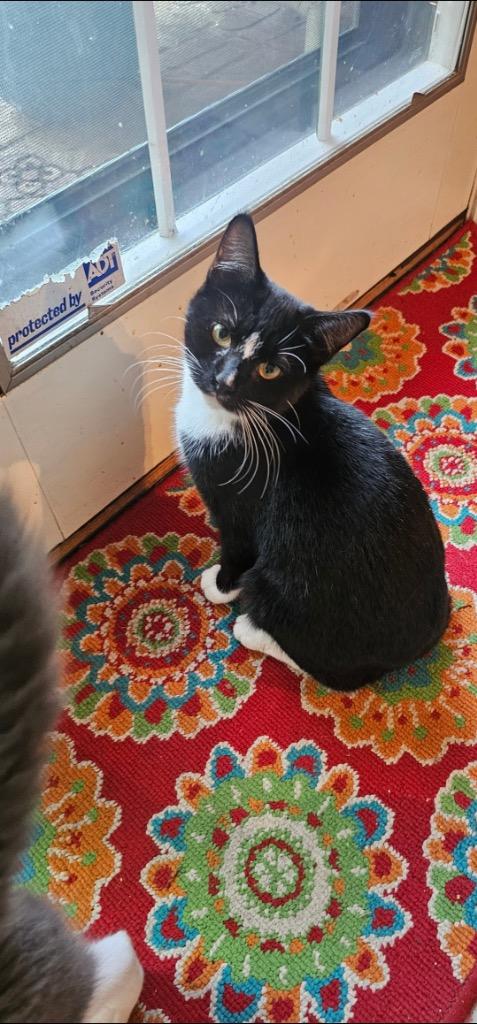 Enlarge Bugsie, a Adoptable mixed breed in Pawtucket, RI image 5/5