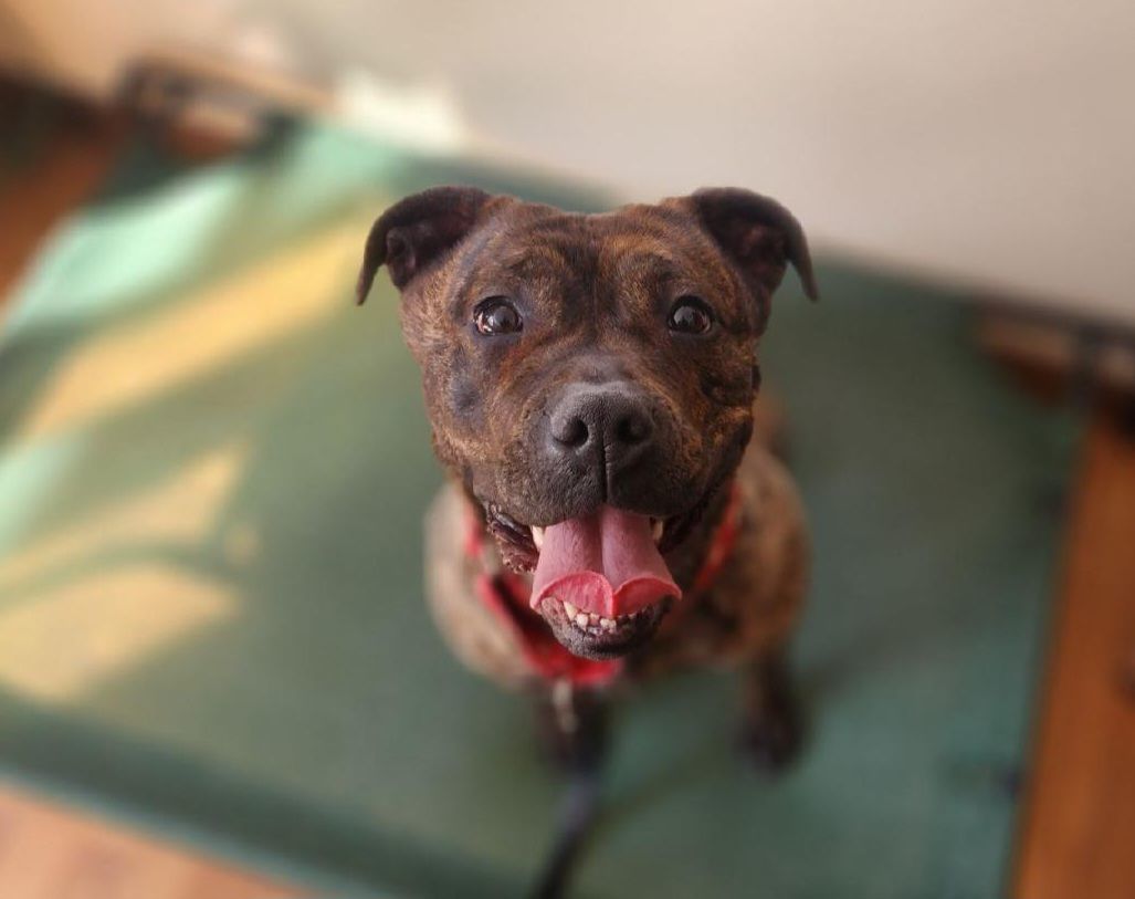 Stella, a Adoptable mixed breed in Sharon, CT image 1/5